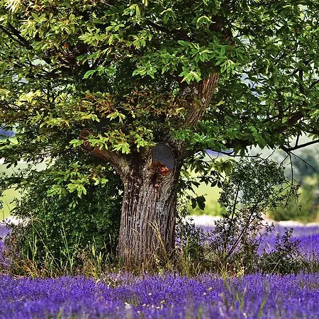 Ibis Budget Cadarache Отель 2*