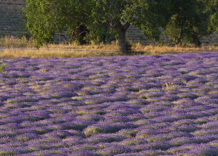 Ibis Budget Cadarache 酒店